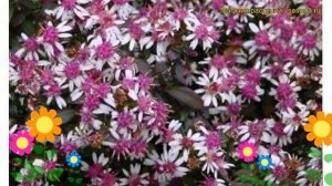 Астра бокоцветная Леди ин блэк. Краткий обзор, описание aster lateriflorum Lady in black