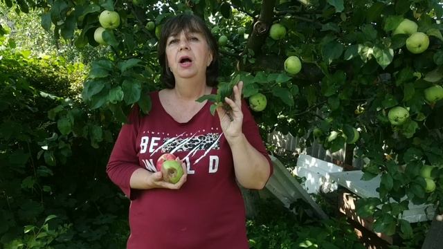 Почему гниют яблоки и груши прямо на дереве?Монилиоз( плодовая гниль) яблони.Как лечить.