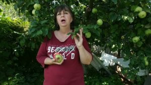Почему гниют яблоки и груши прямо на дереве?Монилиоз( плодовая гниль) яблони.Как лечить.