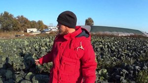 Капуста цветная и капуста брокколи/Выращивание капусты