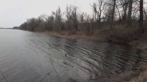 Ротан Головешка