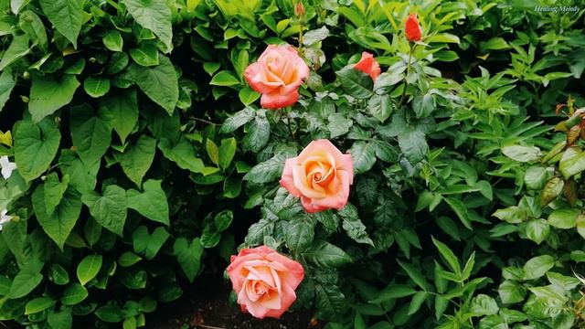 КРАСИВЫЕ МЕЛОДИИ ДО СЛЁЗ💖Одна из самых красивых и волшебных песен о любви💖Можно слушать бесконечно#