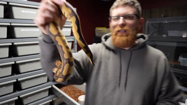 SNAKE collection- BREEDING UPDATES, GREEN ANACONDA . Amazing Ball Python Morphs !
