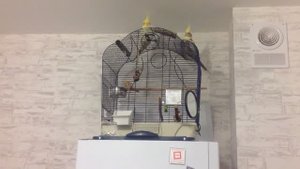 Стоит ли заводить попугаев. Что вас ждет. Попугаи кореллы