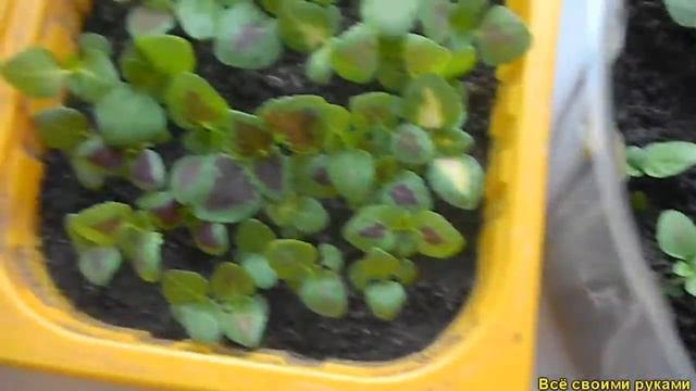 Колеус (Крапивка) на 21 марта смотреть онлайн