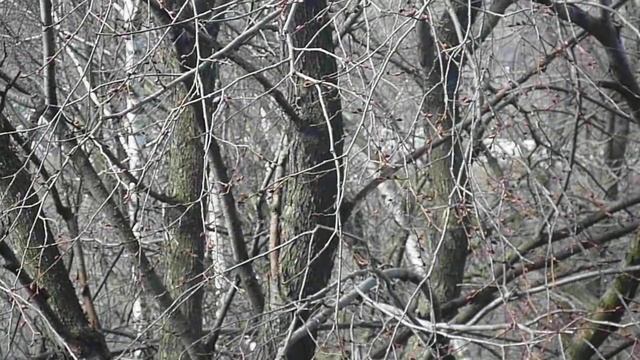 Дятел дырявит наш скворечник ! смотреть онлайн