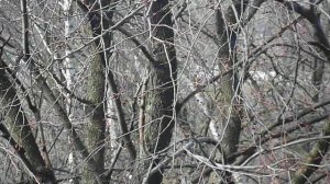 Дятел дырявит наш скворечник !