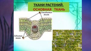 §5 "Ткани растений и животных", Биология 6 класс, Сивоглазов