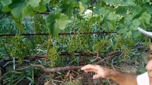 Удаление лишних гроздей, нормирование урожая винограда