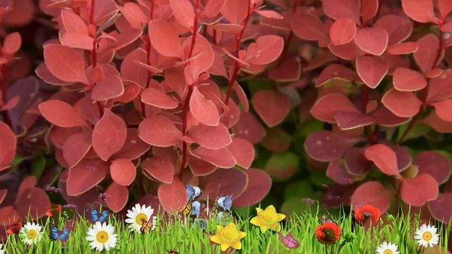 Барбарис тунберга Оранж Рокет ? Обзор: посадка и уход. саженцы барбариса: описание и особенности смотреть онлайн