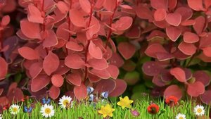 Барбарис тунберга Оранж Рокет ? Обзор: посадка и уход. саженцы барбариса: описание и особенности