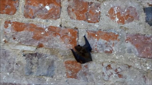 Spider-Bat/Летучая мышь-паук смотреть онлайн