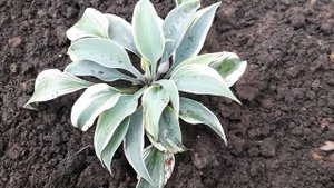 #хоста #BlueIvory / Хоста гибридная Блу Айвори(лат. hosta Blue Ivory). Первый год вегетации.
