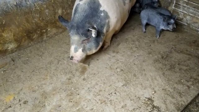 Заработок на вьетнамских вислобрюхих свиньях//Растить на мясо или поросятами продать?