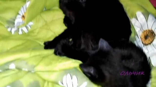 котенок с мамой (самый красивый котёнок, все о котятах)