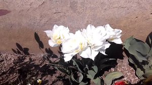 ? Белый многоцветковый тюльпан. Чудеса!