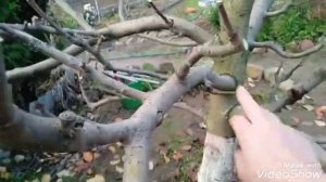 Подготовка яблони к зиме.Обрезка,побелка