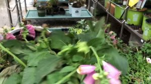 Lowes Garden Tour and More | Shop with Me #homedepot #shopwithme #windowshopper22