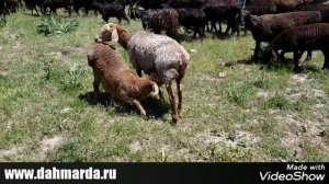 Гиссарские овцы Ходжи Мирзокарима на пастбище в горах