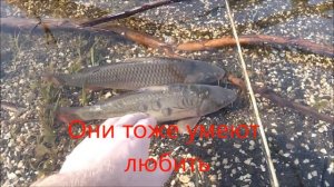 Рыбалка в Израиле. Fishing Club "Carp-Kineret".