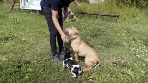 Онлайн-курс дрессировки. Урок 3 | Кинолог Шустов Андрей | kinolog.online