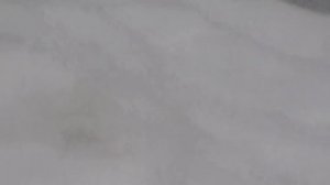 В гостях у Рафика Рустамова. Голуби Питера. Обрезка.