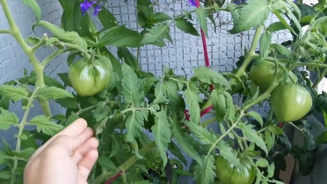 Что росло на балконе этим летом? 2021. Июнь, июль, август. смотреть онлайн