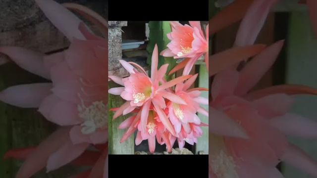 Эпифиллум! смотреть онлайн