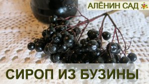 Делаем сироп из БУЗИНЫ черной!!!