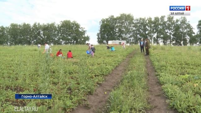 Гостей и жителей Горно-Алтайска приглашают посетить ягодный питомник смотреть онлайн