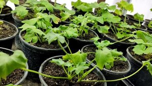 ПЕЛАРГОНИИ зимой. Про полив, подкормки и свет!