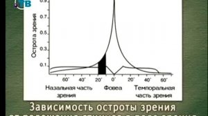 Видеоэкология. Урок 2. Движения глаза в процессе зрительного восприятия