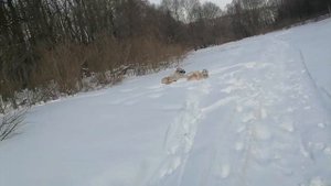 Немного истории русских борзых. Для чего выведена борзая. Особенности национальной охоты