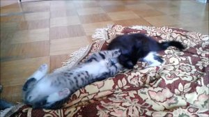 Макс атакует, Джеки наносит ответный удар