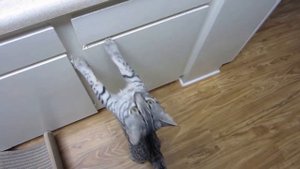 Домашние кошки-леопарды: ТОП-10 пород