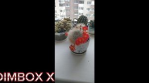 КактусЁжик