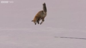 Лиса зимой ловит мышей под снегом !!!