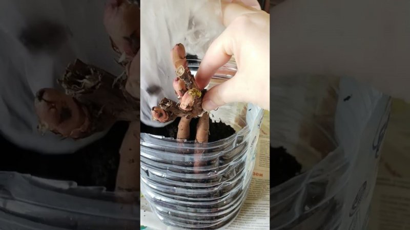 Пион из магазина Оби