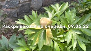 ПИОНЫ: ИТО ГИБРИД “CANARY BRILLIANT”, МОЛОЧНОЦВЕТКОВЫЙ “IMMACULEE”. ПЕРВОЕ ЦВЕТЕНИЕ В НАШЕМ САДУ.