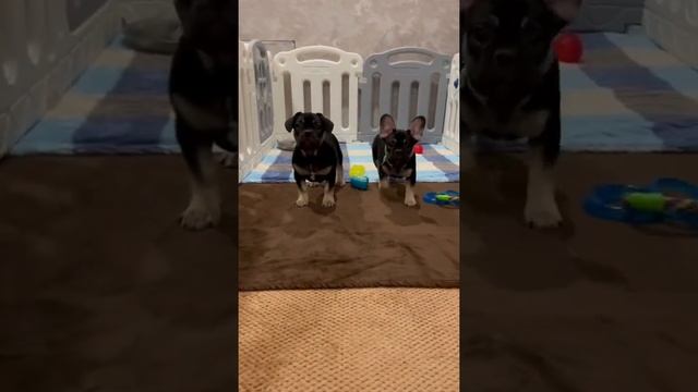 Щенки французских бульдогов на продаже. Чёрные малыши ?