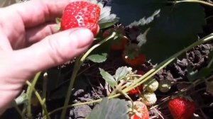 Сорт?"Сальса"? и "Чамора Турусси" дегустация/съёмка 15 июня 2021 год