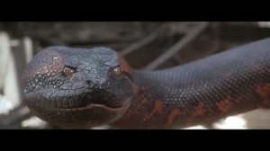 Что, Если Бы Мегалодон Сразился с Титанобоа