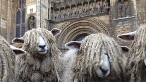 Разведение овец породы Линкольн как бизнес идея | Овцеводство | Овцы Линкольн