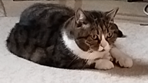 Британский кот