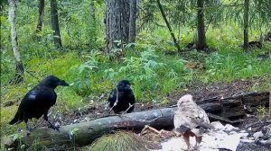 Коршун изгоняет вОронов со своей территории