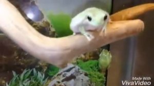 Голубая австралийская квакша и жабовидная квакша "Арлекин"