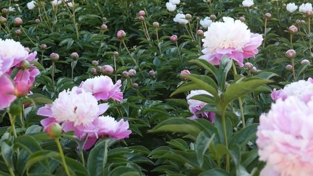 CORA STUBBS - PeonyMAX.com смотреть онлайн