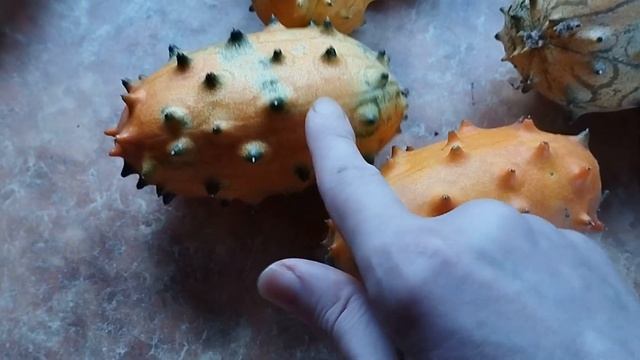 Кивано. Что за "фрукт"? Маринованный кивано. смотреть онлайн