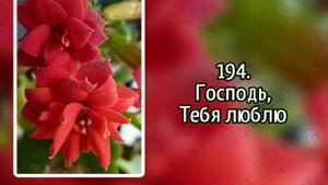 Гимны надежды 194 Господь, Тебя люблю (-)