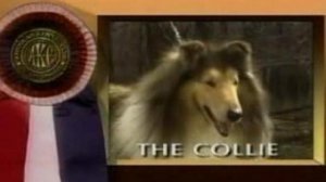 Rough Collie Story